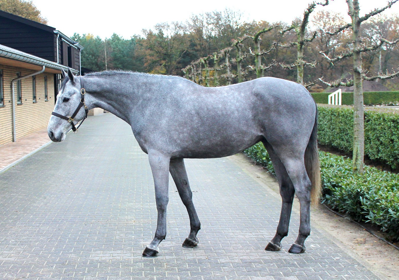 CaseyStallionHunterforsalePic1