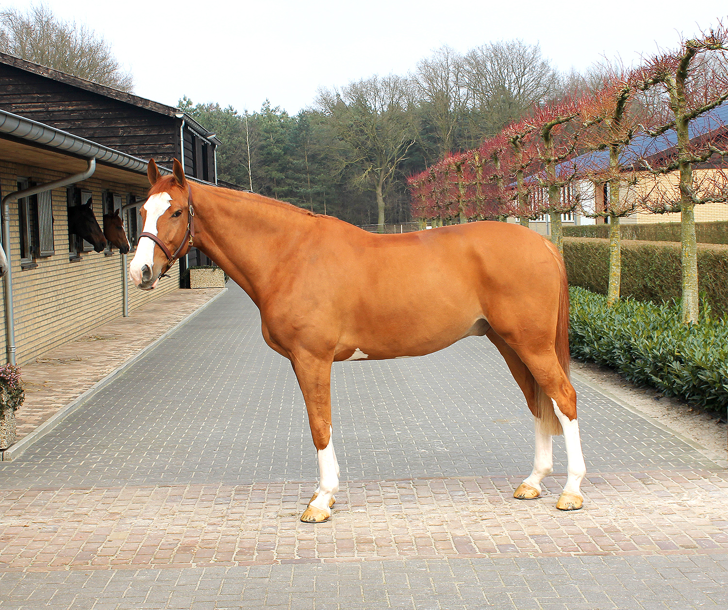 DylanoJumperforsalePic1