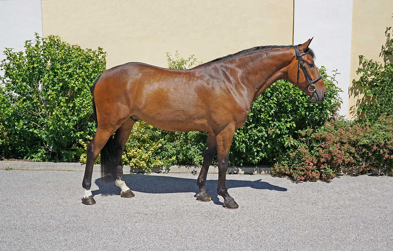 Jumper, hunter and Equitation horses for sale European sporthorses