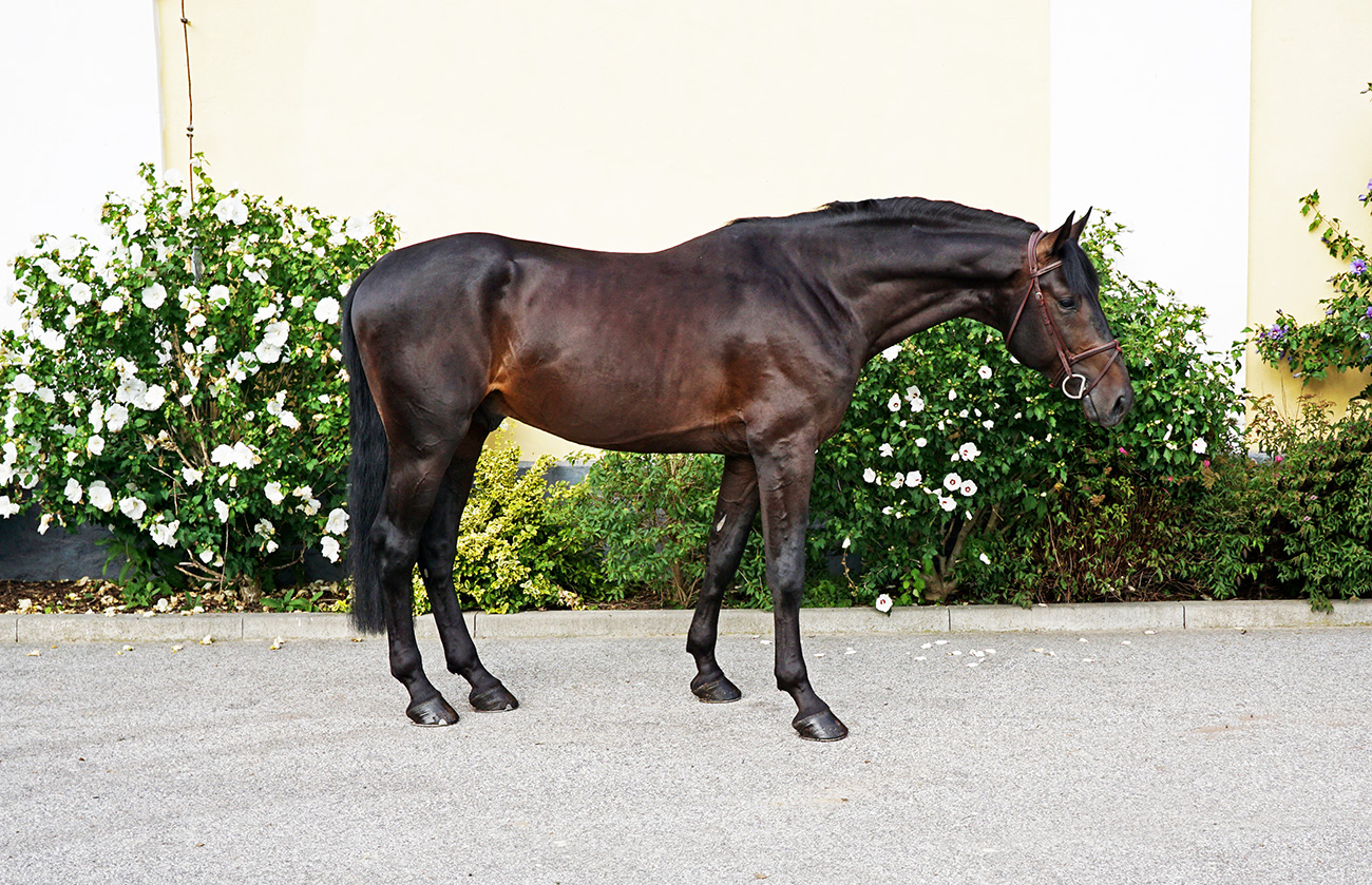 Jumper, hunter and Equitation horses for sale European sporthorses