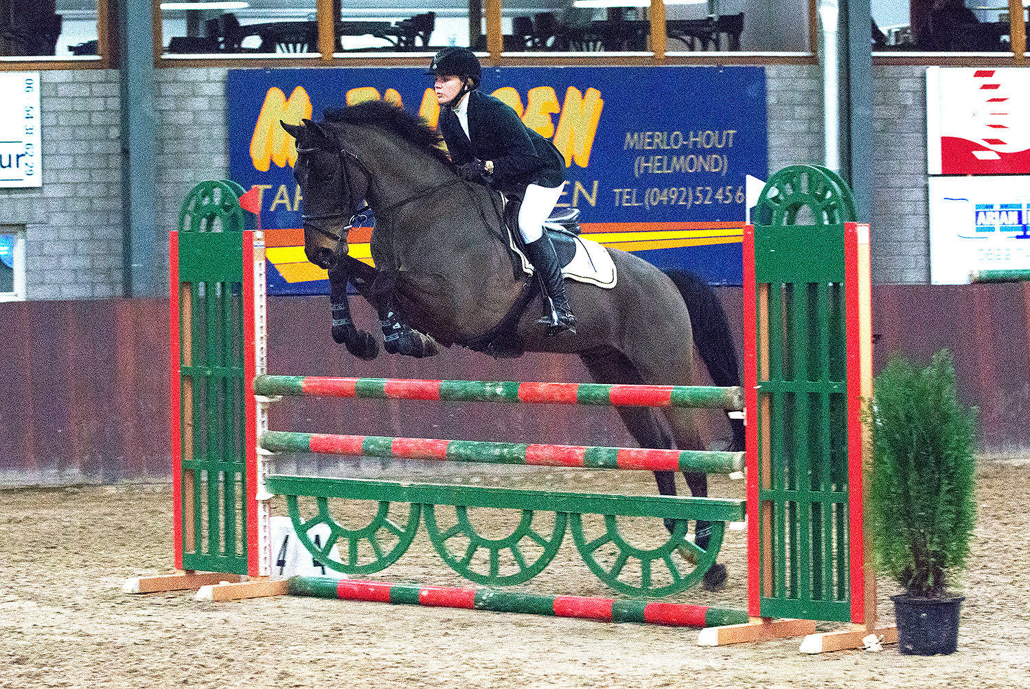 LortonGelding2008HunterforsalePic3