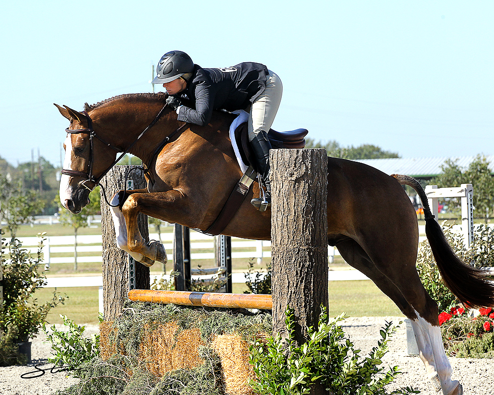 Blue Ribbon Auto >> Casting Call - European sporthorses for sale Blue Ribbon Auto >> Casting Call - European sporthorses for sale