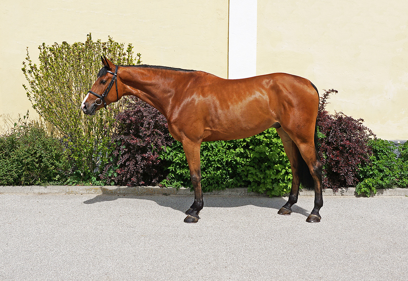 Jumper, hunter and Equitation horses for sale European sporthorses