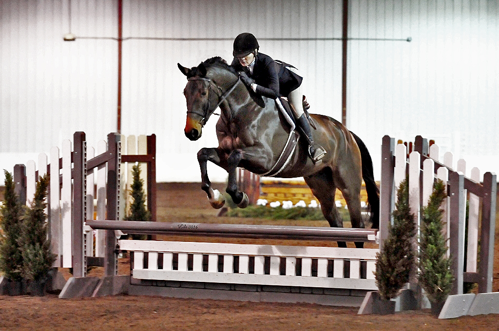 Jumper, hunter and Equitation horses for sale European sporthorses