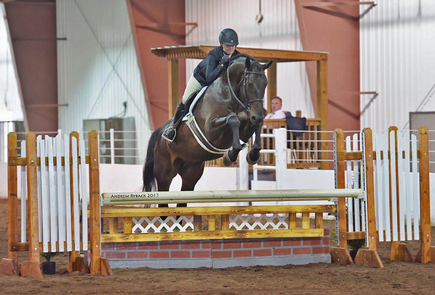 Jumper, hunter and Equitation horses for sale European sporthorses