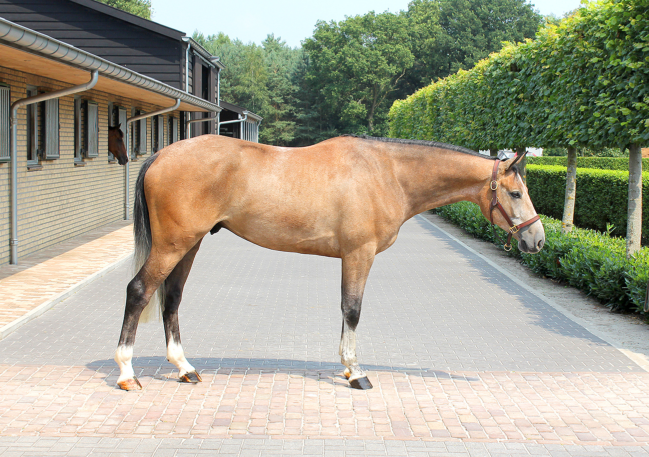 Successful from European Sporthorses, european hunter and jumper with