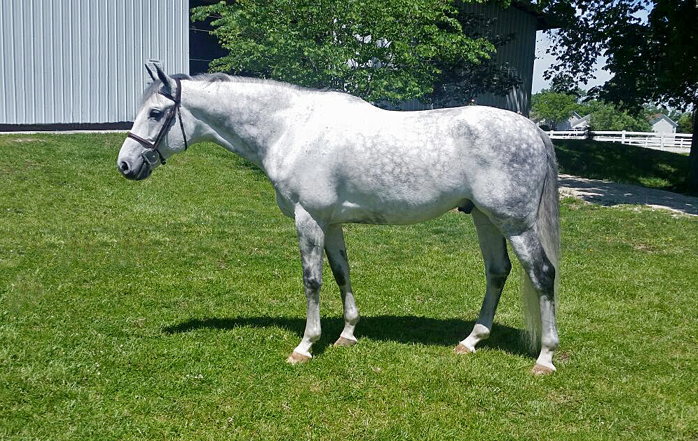 Jumper, hunter and Equitation horses for sale European sporthorses