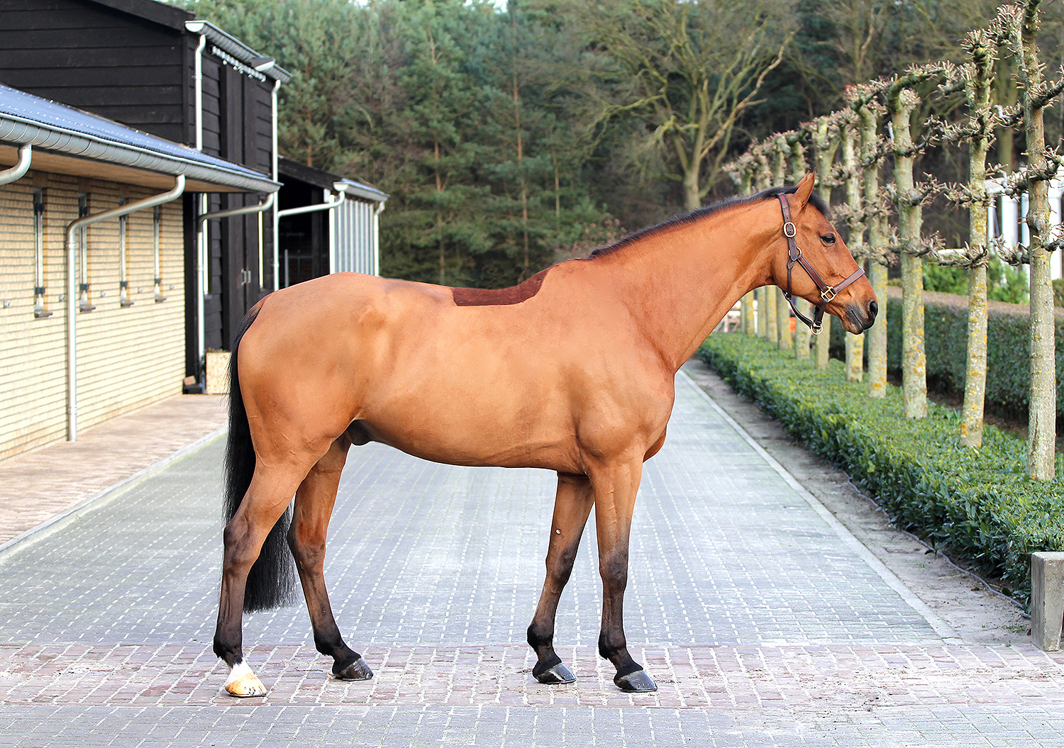 Successful from European Sporthorses, european hunter and jumper with