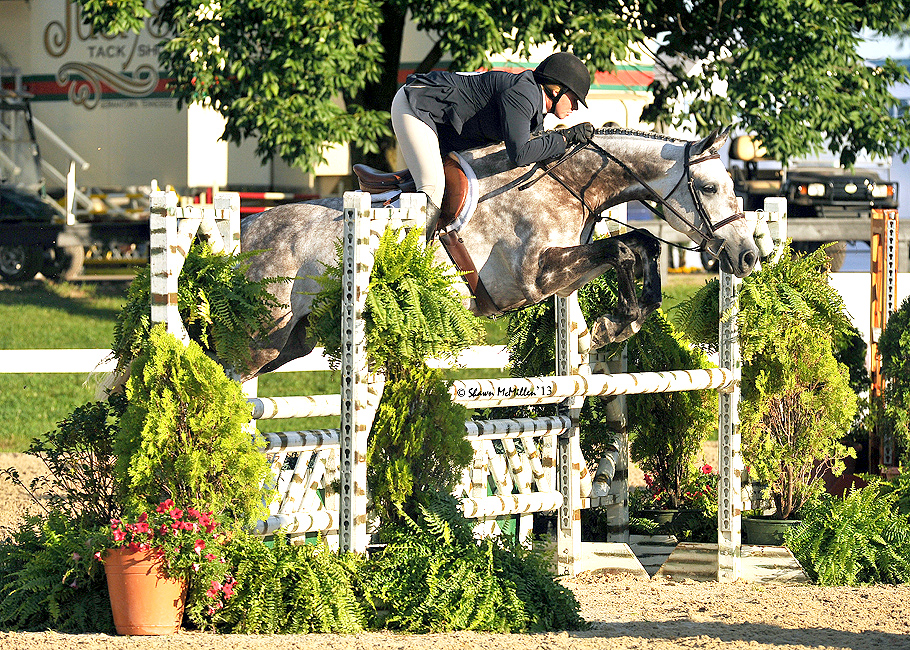 Successful from European Sporthorses, european hunter and jumper with
