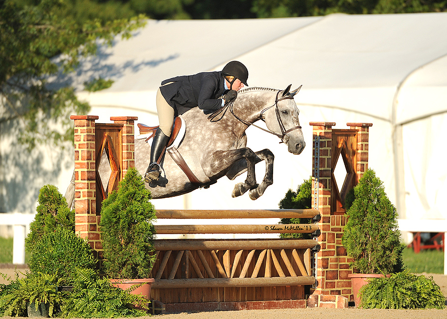 Successful from European Sporthorses, european hunter and jumper with